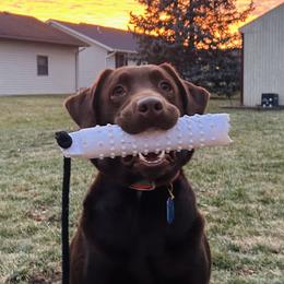 Labrador Retrievers from Midwest Labrador’s