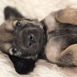 Dutch - Black and tan male Dachshund puppy in Nine Mile Falls, Washington from River Run Doxies
