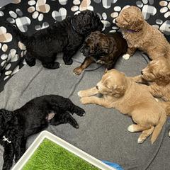 Saint Berdoodle Puppies from Highland Ridge Doodles