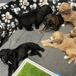 Saint Berdoodle Puppies from Highland Ridge Doodles