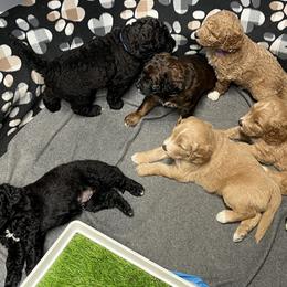 Saint Berdoodle Puppies from Highland Ridge Doodles