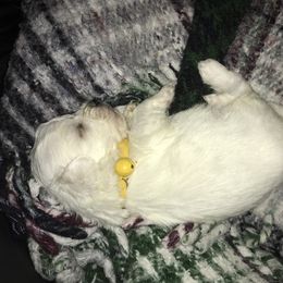 Maltese Puppies from Emotional Amor Support