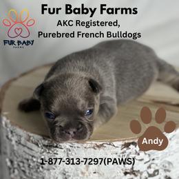 Boy 4 - Tricolors male French Bulldog puppy in Michigan from Fur Baby Farms