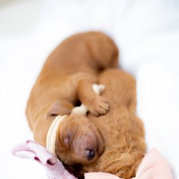 Goldendoodle Puppies from Herrera Family