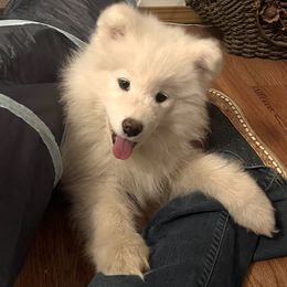 Samoyed Puppies from Better’s Samoyeds