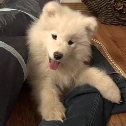 Samoyed Puppies from Better’s Samoyeds