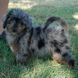 Reese BMF darkest - Blue merle female Aussiedoodle puppy in Lawton, Oklahoma from Lindsey’s Aussies