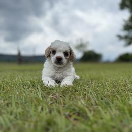 Mac - Parti male Poodle puppy in Plainville, Georgia from Upper Echelon