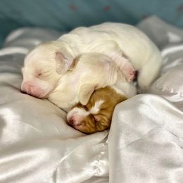 Dachshund Puppies from Hidden Oaks Dachshunds