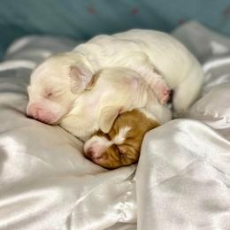 Dachshund Puppies from Hidden Oaks Dachshunds