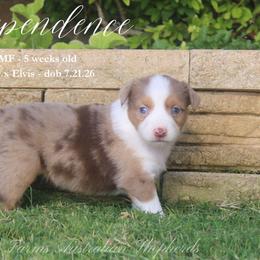 Independence - Red merle female Miniature Australian Shepherd puppy in Grandfield, Oklahoma from Hunt Farms Australian Shepherds