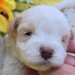 Hiro - Parti male Miniature Schnauzer puppy in Hertford, North Carolina from Little Bug Schnauzers