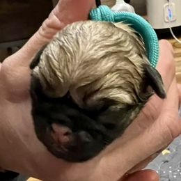 Boy 3 - Pug puppy from Sunshine Pugs