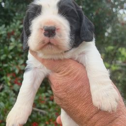 Girl 2 - female English Springer Spaniel puppy in Jamestown, Kentucky from Waterworks Springers