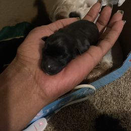 Girl 3 - Black Miniature Schnauzer puppy in Little Elm, Texas from Matrix Schnauzers