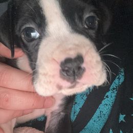 Boy 1 - Brindle male Boxer puppy in Jackson, Tennessee from House of boxers