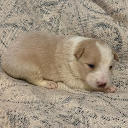 Athena - White and gold female Border Collie puppy in Mckinney, Texas from Border Collies of Ruidoso
