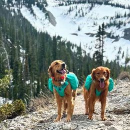 Golden Retrievers from Summit Canine Breeding
