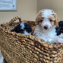 Princess - Cream female Poodle puppy in Sonora, Kentucky from Little Land of Puppies
