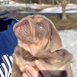 Bulldog puppies from Central PA WiggleButts Bulldogs