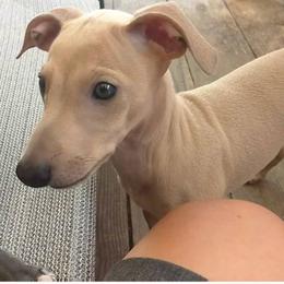 Girl 2 - Fawn female Italian Greyhound puppy in Lexington, Kentucky from Joshua’s Italian Greyhounds
