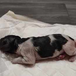 Boy 2 - Kleine Munsterlander puppy in Farmington Hills, Michigan from von den Großen Seen kennel