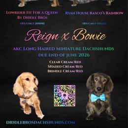 Dachshund puppies from Diddle Bros Dachshunds