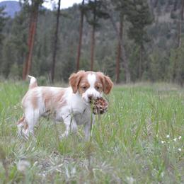 Brittany Puppies from Tommie Dahl