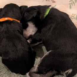Green - Black male Miniature Schnauzer puppy in Cumming, Georgia from Bella Pups LLC