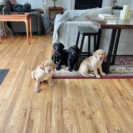 Labrador Retriever Puppies from Branley's Riverside Labradors