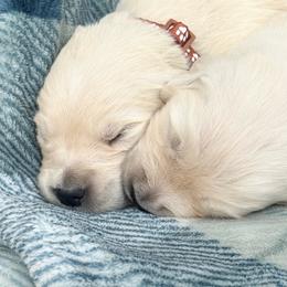 Zephyr - Light golden male Golden Retriever puppy in Watkins, Colorado from Brightside Goldens