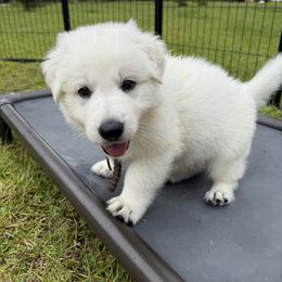 Brown boy - White male Berger Blanc Suisse puppy in Wilmington, North Carolina from Supernova Swiss Shepherds