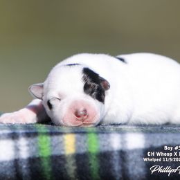 Charlie Boy 3 - Blue speckled male Australian Cattle Dog puppy in Point, Texas from Lakylu Kennels