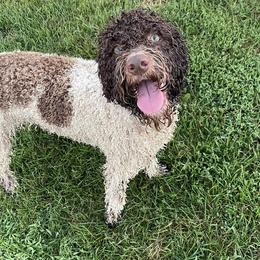 Penny - Lagotto Romagnolo
