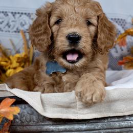 Chestnut - Red  male Goldendoodle puppy in Boise, Idaho from Goldendoodle Baby