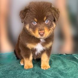 Stuffing  (lime) - Red tri-color male Australian Shepherd puppy in Falmouth, Kentucky from Queen City Farm