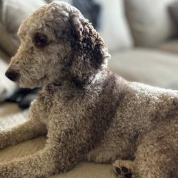 Aussiedoodles from Easton L