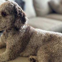 Aussiedoodles from Easton L
