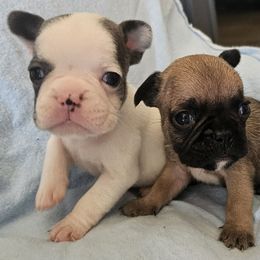 French Bulldog Puppies from Stephanie Jones