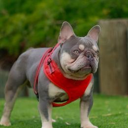 French Bulldog Puppies from Tampa Bay Frenchies LLC
