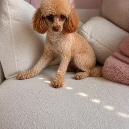 Kilo - Apricot male Poodle puppy in Southampton, New Jersey from Lavishly Loved Pets LLC
