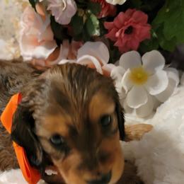 Dachshund Puppies from CLARK'S BREEDING PROGRAM