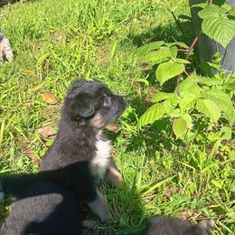 Noir - Black tri-color female Australian Shepherd puppy in Sultan, Washington from Van Huitt Australian Shepherds