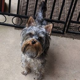 Cashew - Yorkshire Terrier