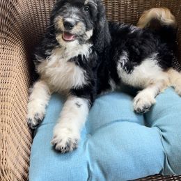 Bernedoodle Puppies from High Peaks Bernedoodles
