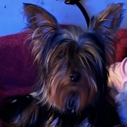 Daisy - Yorkshire Terrier