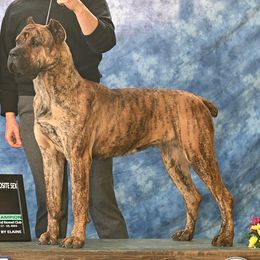 Ray - Cane Corso