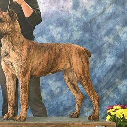 Ray - Cane Corso