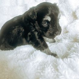 Girl 3 - Black and silver female Miniature Schnauzer puppy in Cheney, Washington from Rolling Hills Schnauzers