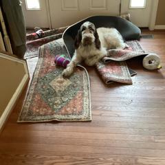 Charlotte - Spinone Italiano